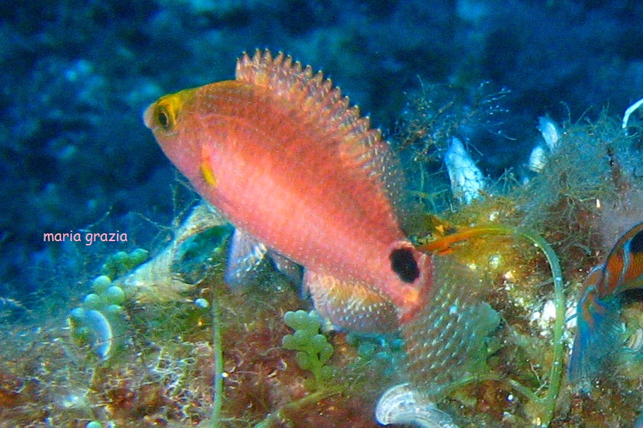 Tordo rosso (Symphodus mediterraneus)